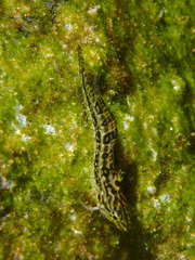 Clinus superciliosus