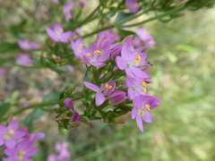 Centaurium erythraea