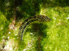 Clinus superciliosus