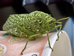 Physemacris variolosa