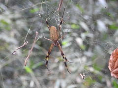 Trichonephila clavipes