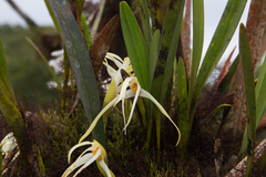 Maxillaria rubioi