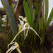 Maxillaria rubioi - Photo (c) rudymaex, algunos derechos reservados (CC BY-NC)