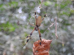 Trichonephila clavipes