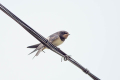 Hirundo rustica
