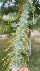 Acacia baileyana
