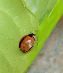 Cheilomenes propinqua