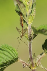 Nephrotoma appendiculata