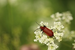 Pyrochroa serraticornis