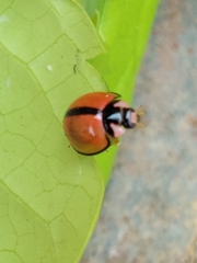 Cheilomenes propinqua