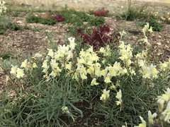 Linaria buriatica