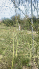 Parkinsonia aculeata