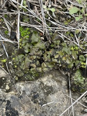 Clavascidium lacinulatum