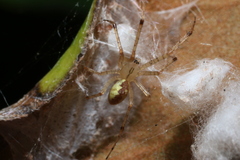 Pityohyphantes