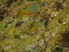 Sparodon durbanensis