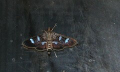 Desmia bajulalis