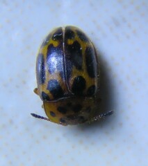 Epopterus partitus