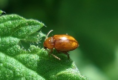 Neocrepidodera transversa