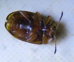 Epopterus partitus