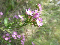 Centaurium erythraea