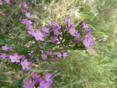 Centaurium erythraea