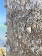 Cenchritis muricatus