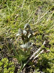 Chloraea magellanica