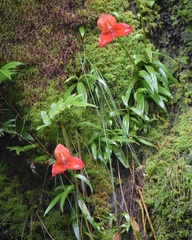 Disa uniflora