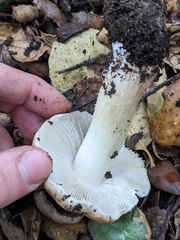 Inocybe brunnescens