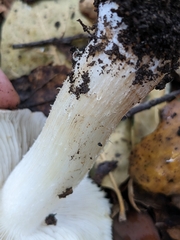 Inocybe brunnescens