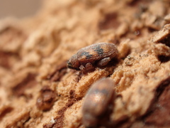 Orchestes steppensis