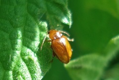 Neocrepidodera transversa