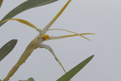 Maxillaria rubioi