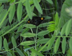 Chrysopilus thoracicus