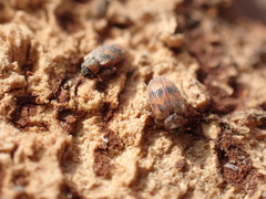 Orchestes steppensis