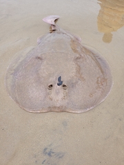 Torpedinidae