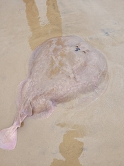 Torpedinidae