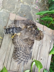 Strix virgata