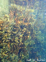 Fucus vesiculosus