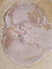Torpedinidae