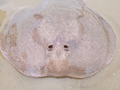 Torpedinidae