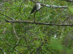 Elliotomyia chionogaster