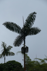 Iriartea deltoidea