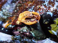 Protula bispiralis