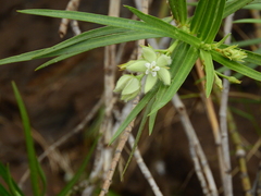 Kanahia laniflora