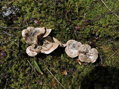 Rhizocybe rhizoides