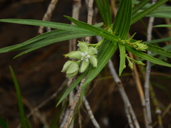 Kanahia laniflora