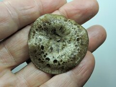 Rhizocybe rhizoides