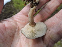 Rhizocybe rhizoides