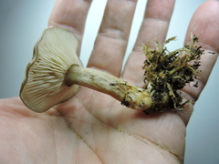 Rhizocybe rhizoides